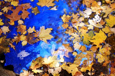 Full frame shot of autumn leaves