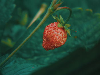 Close-up of strawberry on plant