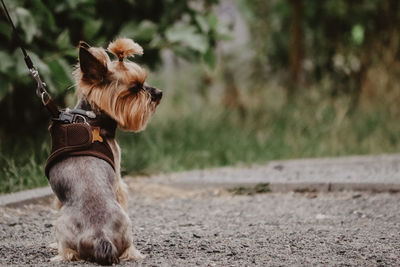 Dog looking away on field