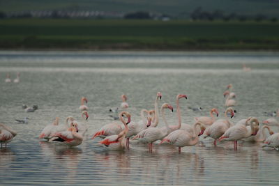 Flamingo birds in salt lake