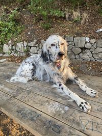 Portrait of dog sitting on wooden table