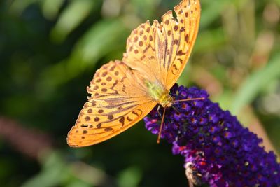 Close-up of butterfly pollinating on flower