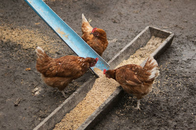 High angle view of duck on farm