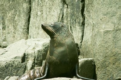 Close-up of turtle on rock