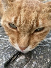 Close-up portrait of a cat