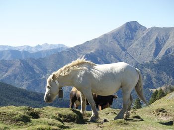 Horses in a farm