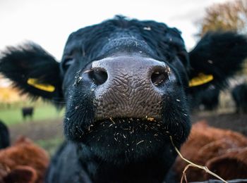 Close up cow nose