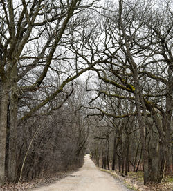 Road amidst trees in forest