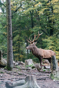 Deer in a forest