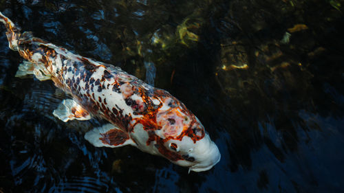 High angle view of koi fish in sea