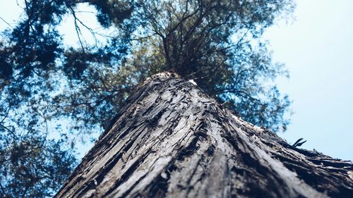 Low angle view of trees against sky