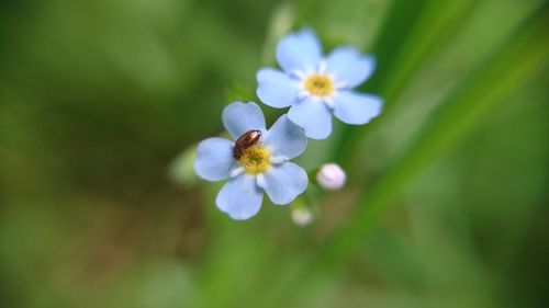 Close-up of white flowers