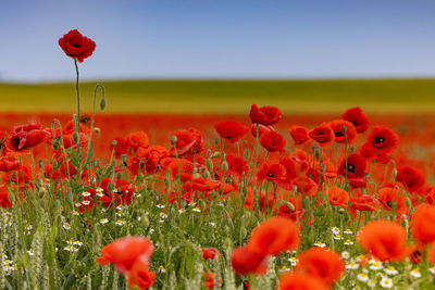 Close-up of red poppy flowers in field