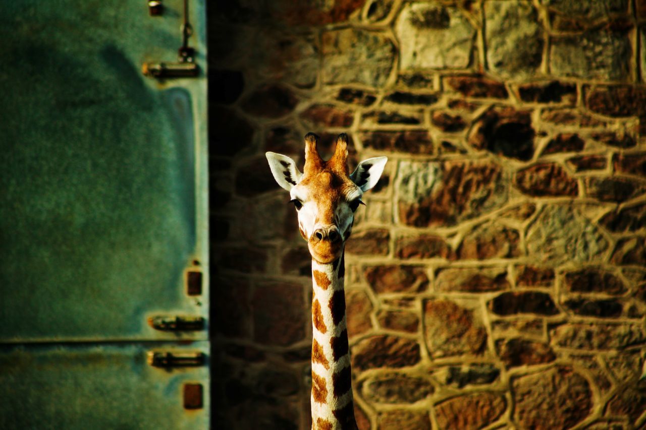 PORTRAIT OF GIRAFFE AGAINST WALL