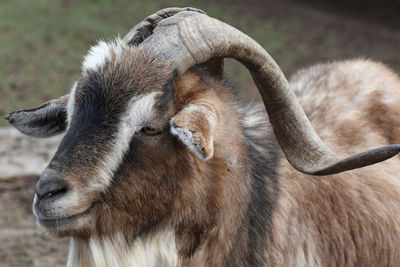 Close-up portrait of sheep