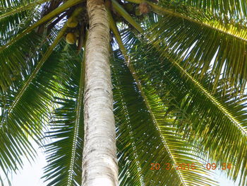 Low angle view of coconut palm tree