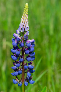 Close-up of purple flowering plant on field