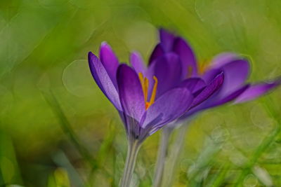 Close-up of purple crocus flower