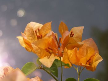 Close-up of yellow rose flower