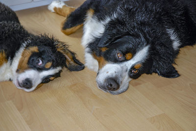 High angle view of dog on hardwood floor