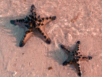 Stars on the sand