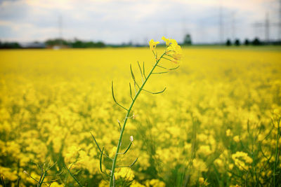 rapeseed