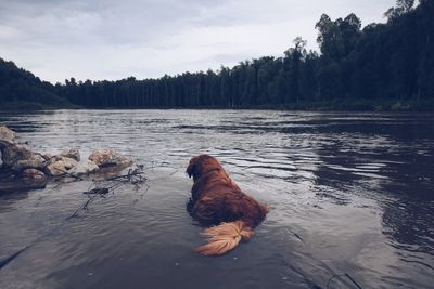 Scenic view of dog resting on wet beach