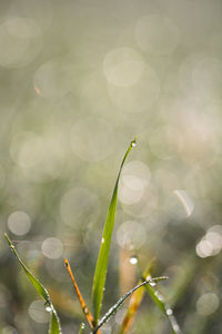 Close-up of plant growing outdoors
