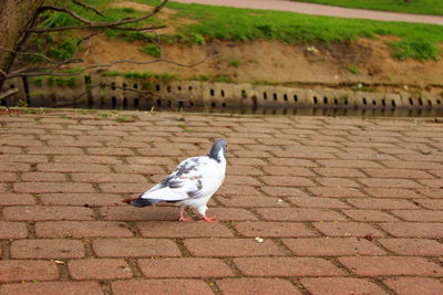 Bird perching on cobblestone