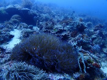 Close-up of coral underwater