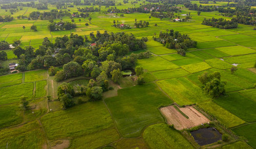 Scenic view of agricultural field