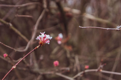 Close-up of pink cherry blossoms in spring