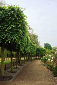 Trees in park against sky