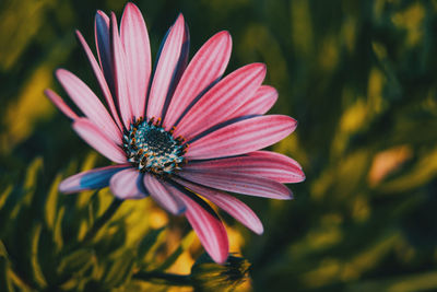 Close-up of pink flower