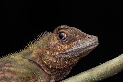 Close-up of lizard