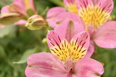 Close-up of pink flower