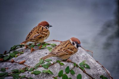 Close-up of birds perching on a wall