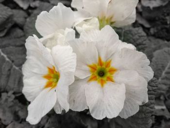 High angle view of white flowering plant