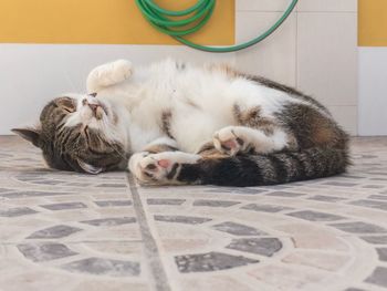 Close-up of a cat sleeping on tiled floor