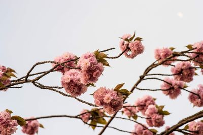 Low angle view of pink cherry blossoms against clear sky