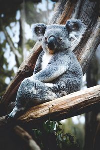 Koala relaxing on tree