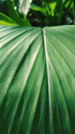 Close-up of green leaves on plant