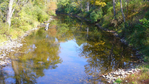 Reflection of trees in river