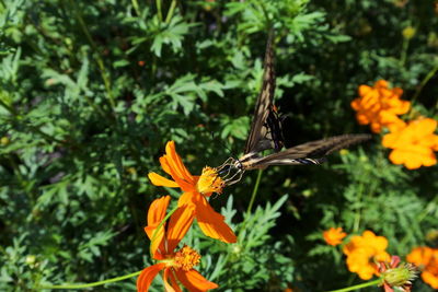 Close-up of butterfly pollinating on orange flower