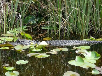 Water lilies and leaves floating on lake