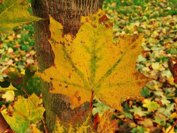 Close-up of yellow maple leaf