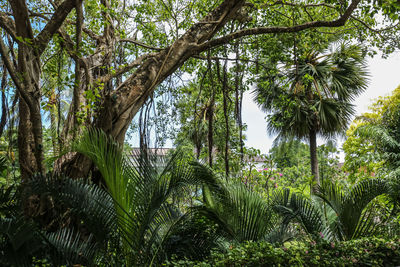 Palm trees in forest against sky