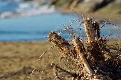 Close-up of dry plant on beach against sky