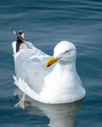 Close-up of seagull by sea