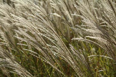 Close-up of fresh green plants